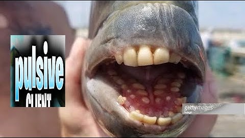 Epic Hypixel Hacking With Pulsive (New Update??????) Edited by @cheatingandleaking