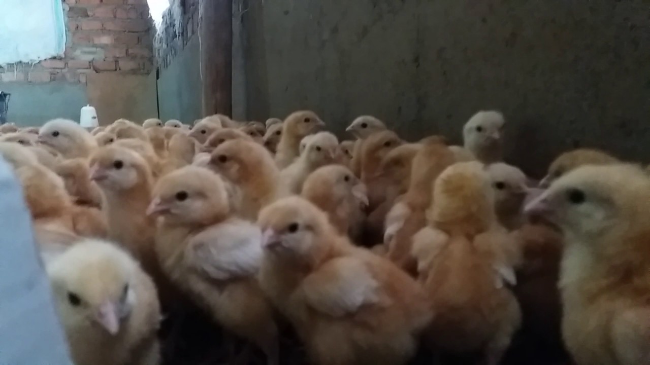 Commercial Poultry Farming How to Look After Chicks in a Brooder YouTube
