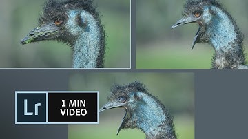 How to use Survey View in Lightroom