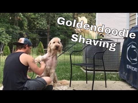shaving-my-goldendoodle-for-the-first-time