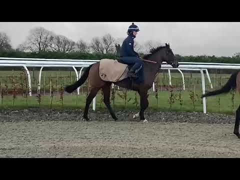 Bayamon Belle walking before exercise