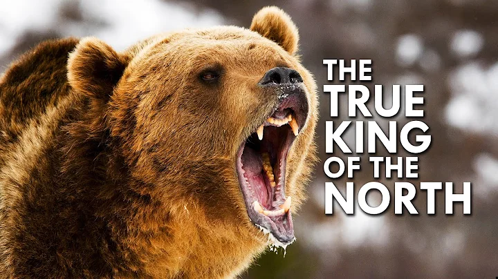 Grizzly Bear: The True King of the North - DayDayNews