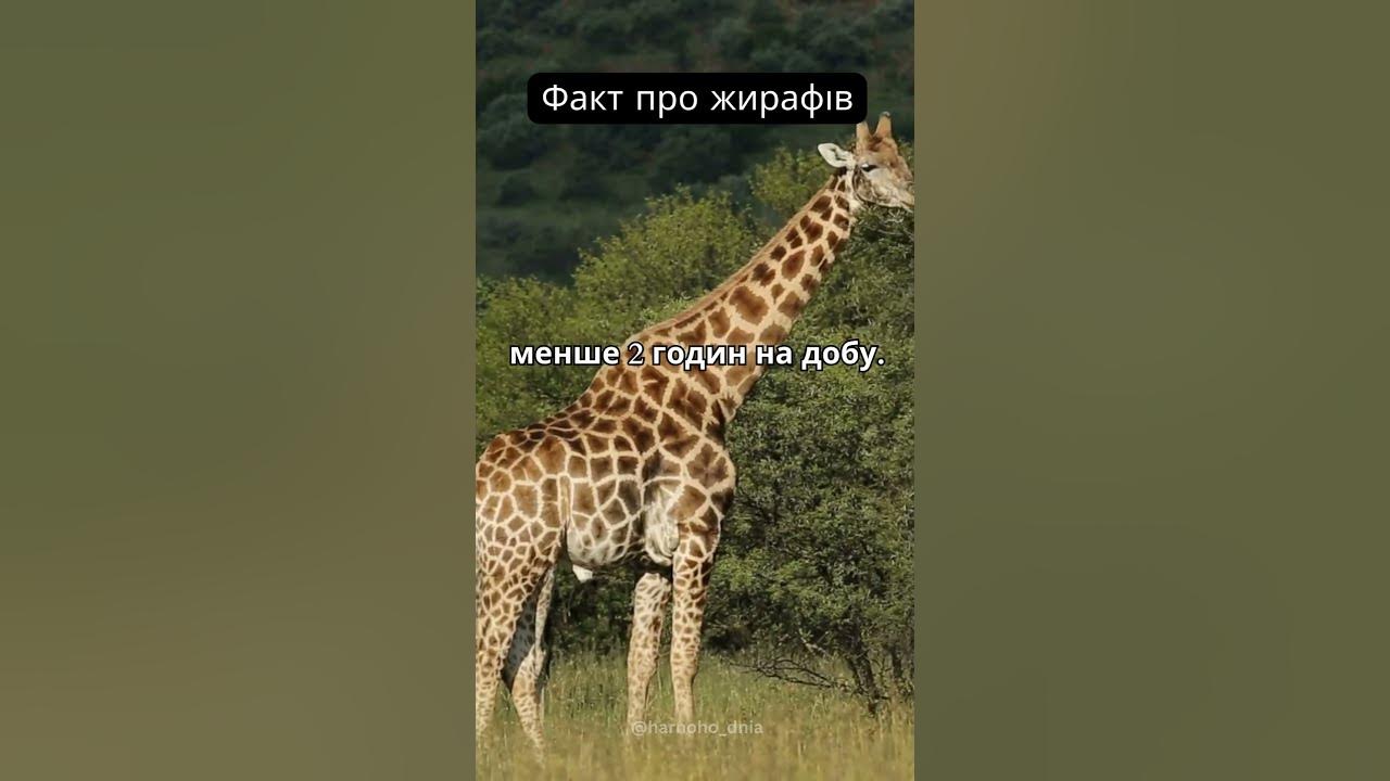 Жирафи сплять… - YouTube