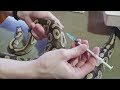 How to Treat Burned Snakes- Giving Meds and Injections