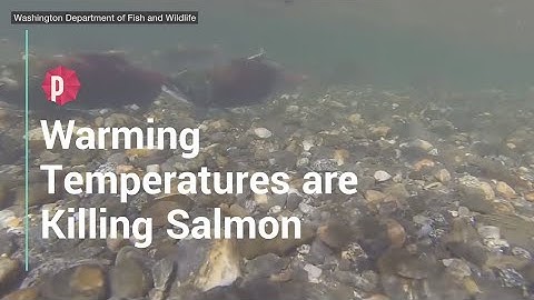 Warming Temperatures are Killing Salmon
