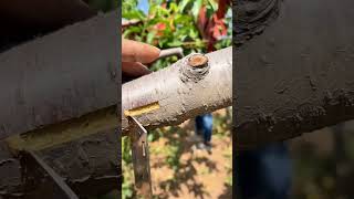 Planting fruit tree seedling Ep130