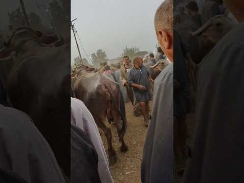 اسعار الجاموس من سوق طنطا اسعار المواشي البقر الجاموس