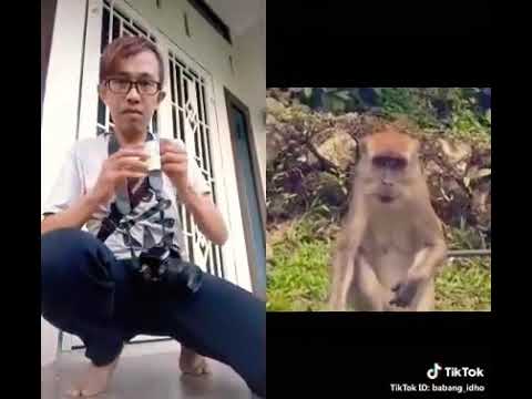  Poto  Model Cantik Monyet  Mata Duitan mataduitan matrek 