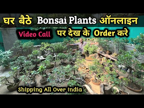 Amazing Bonsai Plants 🪴 | यहाँ से खरीदें सभी Bonsai Tree