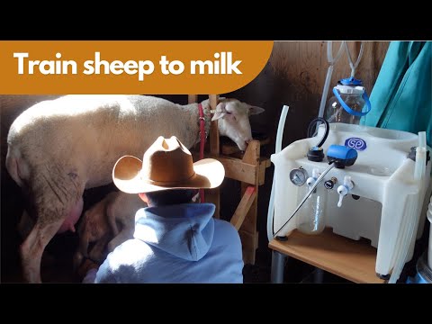 Видео: Ингэж сургасан хоньнууд яах гэж хөхөж эхлэх вэ?