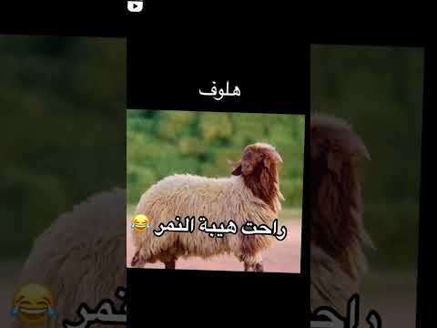 راحت هيبة النمر