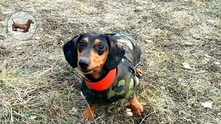 🐶 Такса - Что нужно нашим таксам? Мы любим наших собак и выбрали породу таксы осознано! 🐶 Такса - Что нужно нашим таксам? Мы любим наших собак и выбрали породу таксы осознано!