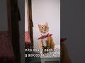 Cats and dogs
