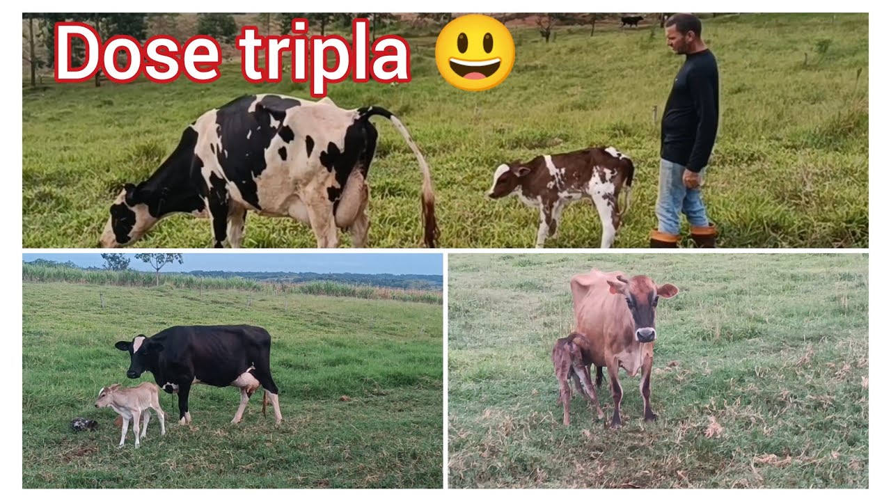 Deram uma surpresa 😃 nunca tinha acontecido isso antes 😁.