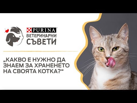 Видео: Как и какво да храним бременна котка