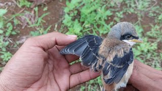 Lagi mikat burung sogon otong malah dapat anakan burung cendet ‼️