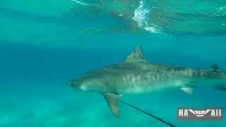 Diver Fights Off Tiger Shark