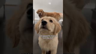 Dog Math Explained 🧮🐶 #dogshorts # #dog #puppy #puppies #puppylife #goldenretriever #dogs Dog Math Explained 🧮🐶 #dogshorts # #dog #puppy #puppies #puppylife #goldenretriever #dogs