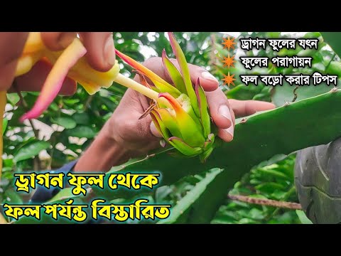 ভিডিও: ক্রস পরাগায়ন কী - উদ্ভিজ্জ বাগানে ক্রস পরাগায়ন সম্পর্কে জানুন