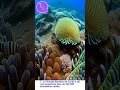10 facts pedia great barrier reef