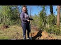 Саженцы и фруктовые деревья в Грузии. Где купить?