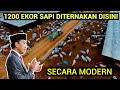 Peternakan sapi pedaging dan sapi perah modern  cara ternak sapi yang mengagumkan