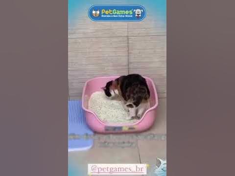 Caixona pet games! A melhor caixa de areia para gatos! 