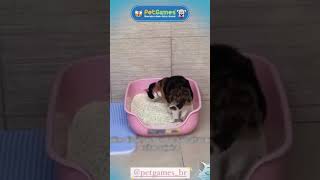 Gato utilizando a Caixona de Areia da Pet Games (a maior caixa de