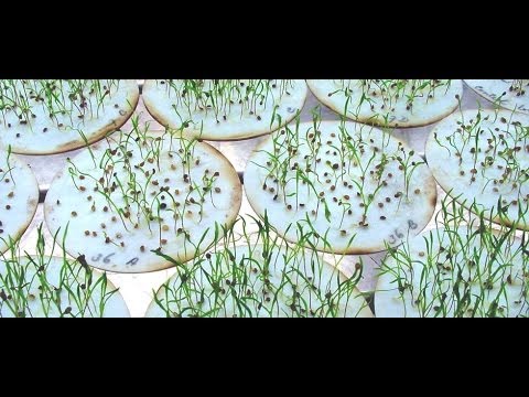 Plant biotechnology 2 plant tissue culture protocol