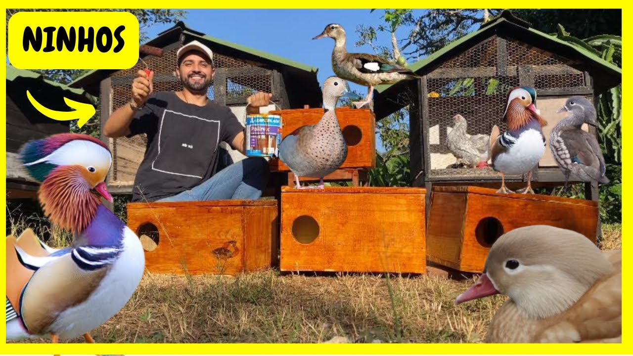Colocando Ninhos para os Patos Mandarim e Ring Teal em nosso Lago da Chácara | Gutejando