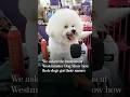 We asked the humans at Westminster Dog Show how their dogs got their names