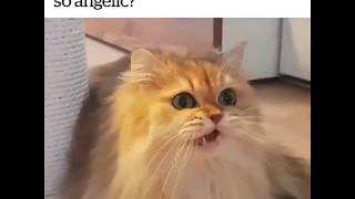 Angelic Cat