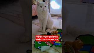 আসতে বলো 😛😛 #funny #comedy #funnyvideo #trending #cat #shorts #subscribe #pets #cat #funnycomedy
