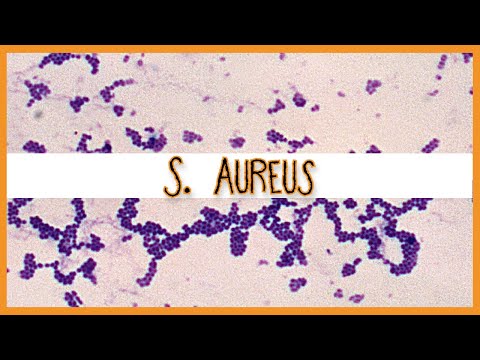 Staphylococcus Aureus