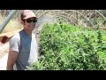 Grow Marijuana: Harvest Cannabis Flowers in 10 Days