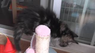 ノル子猫20140202-12