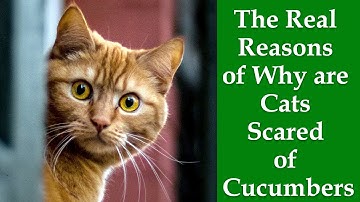 Why Cats Afraid Of Cucumbers: The Real Reasons