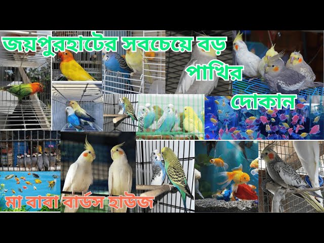 জয়পুরহাট এর সবচেয়ে বড় পাখির দোকান,মা বাবা বার্ডস হাউজ,সকল প্রকার পাখি সুলভ মূল্যে পেয়ে যাবেন