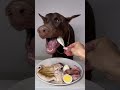 ASMR🔥生肉を食べるドーベルマン🥩#ドーベルマン　#doberman #dogasmr #asmr #咀嚼音 #犬ご飯　#mukbang #rawfood #dogmukbang #犬の咀嚼