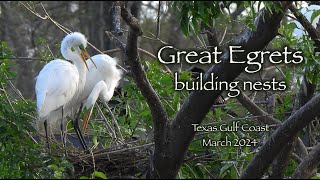 Great Egrets building nests