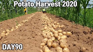 Potato Harvest 2020