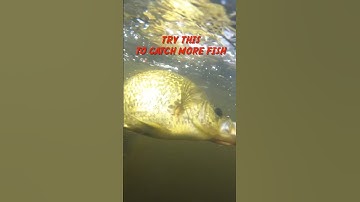 Catch more Fish 🎣