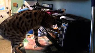 Determined cat, Lucifur, steals chicken finger from toaster