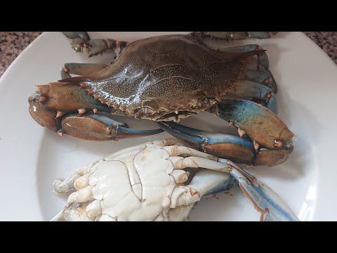 Vidéo: Comment Garder Un Crabe à La Maison