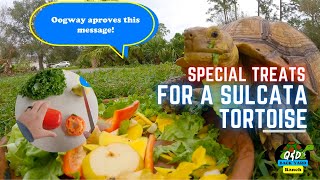 Special Treats for a proper Sulcata Tortoise diet!