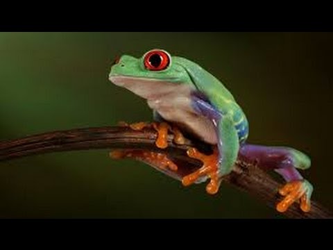 Ağaç Kurbağası (Tree Frogs, Litoria Phyllochroa)
