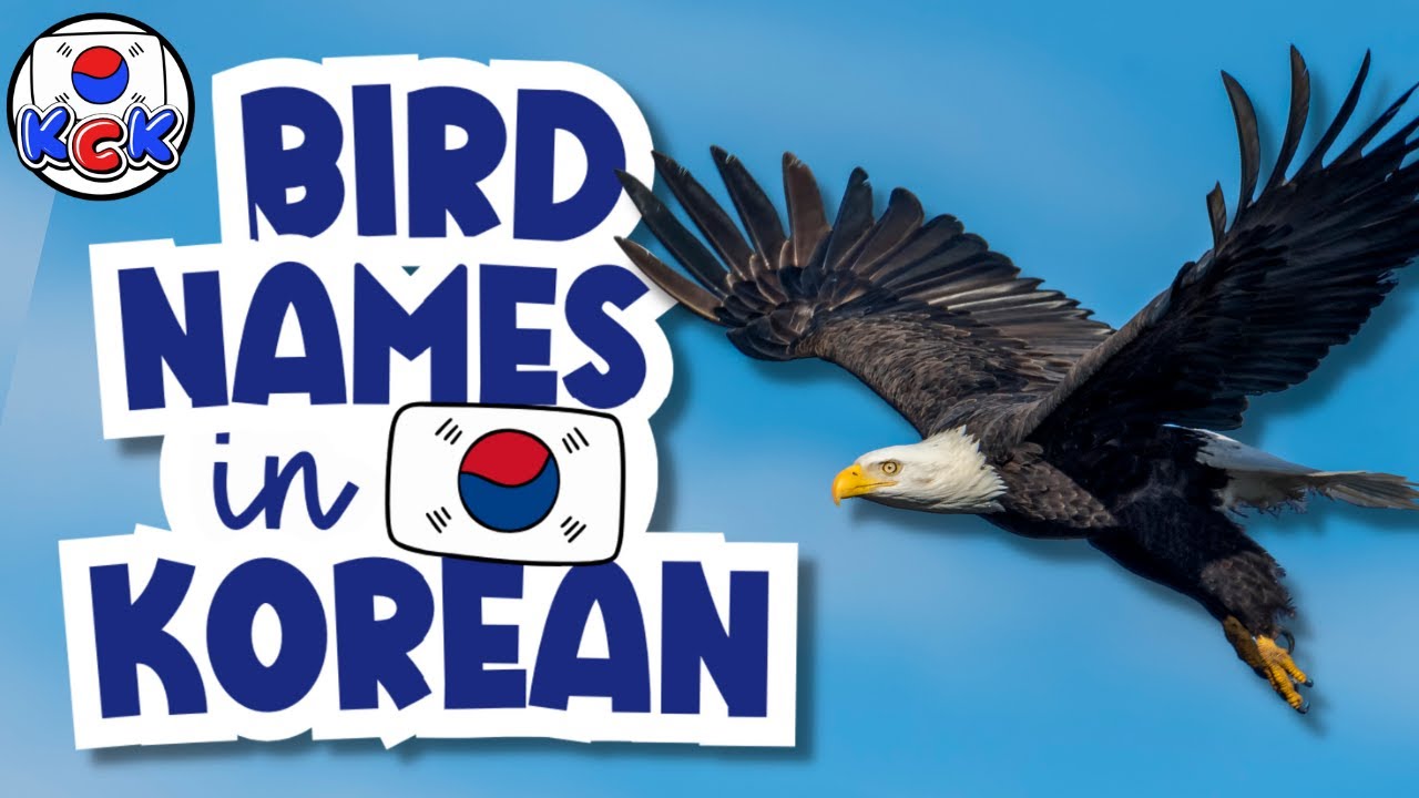 BIRD NAMES in Korean + FREE FLASH CARDS & FUN QUIZ Everyday words in