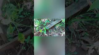 Kaba Thung Jhur Hala I Kper Barit Dakaba Pyndonkam Tang Da Ka Sboh Sniang