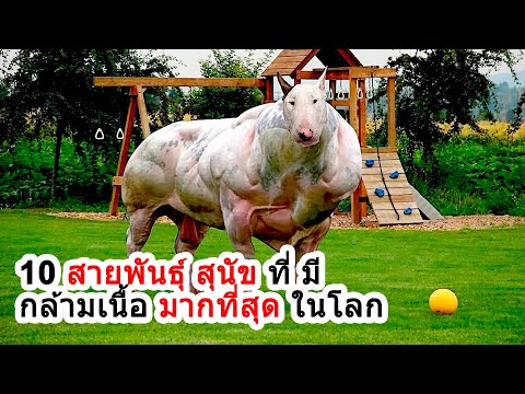 10 สายพันธุ์ สุนัข ที่ มี กล้ามเนื้อ มากที่สุด ในโลก