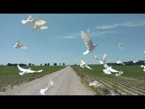 White Doves for Funeral or Wedding St Louis Doves Release Company